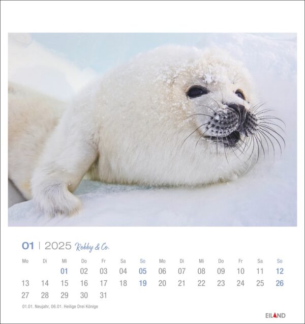 Ein Sattelrobbenbaby liegt im Schnee und füllt ein Kalenderblatt für Januar 2025 aus dem „Robby & Co. – PostkartenKalender 2025“ mit den Daten vom 1. bis 31.