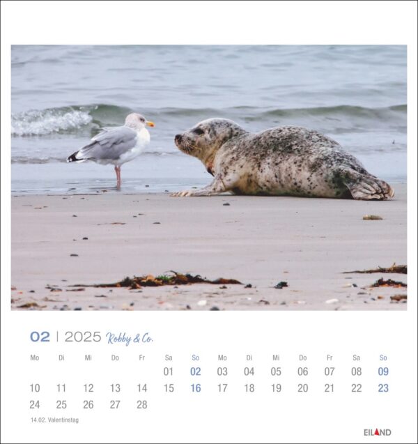 Eine Robby & Co. - PostkartenKalender 2025 Seite für Februar mit einem Foto von einem Seehund und einer Möwe an einem Sandstrand. Der Seehund liegt und schaut die Möwe an