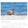 Eine Robbe liegt an einem Sandstrand mit sanften Wellen im Hintergrund, unter einem hellen Himmel. Das Bild ist Teil der Serie "Robby & Co. - PostkartenKalender 2025", mit Daten aus dem