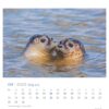 Zwei Robben mit gesprenkeltem Fell berühren sich zärtlich mit den Nasen im klaren, seichten Wasser und scheinen einen zärtlichen Moment miteinander zu verbringen. Unter dem Bild wird ein "Robby & Co. - PostkartenKalender 2025"-Raster für April angezeigt.