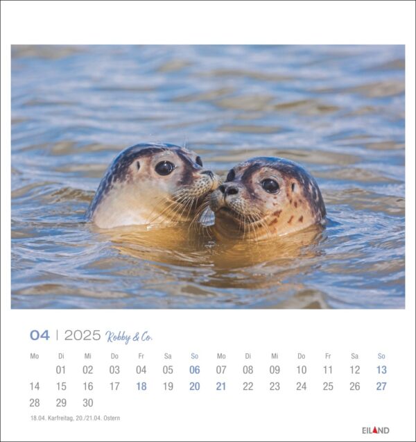 Zwei Robben mit gesprenkeltem Fell berühren sich zärtlich mit den Nasen im klaren, seichten Wasser und scheinen einen zärtlichen Moment miteinander zu verbringen. Unter dem Bild wird ein "Robby & Co. - PostkartenKalender 2025"-Raster für April angezeigt.
