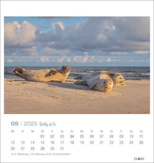 Auf einer Kalenderseite für Mai 2025 ist ein Foto von vier Robben zu sehen, die sich unter einem bewölkten Himmel an einem Sandstrand ausruhen, darüber ein Raster von Robby & Co. – PostkartenKalender 2025 mit Daten und Feiertagen.