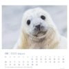 Eine Nahaufnahme eines weißen Robbenjungen mit weichem Fell und großen, dunklen Augen, zentriert auf einer Kalenderseite für Juni 2025 von Robby & Co. - PostkartenKalender 2025, mit Daten und etwas Text auf Deutsch