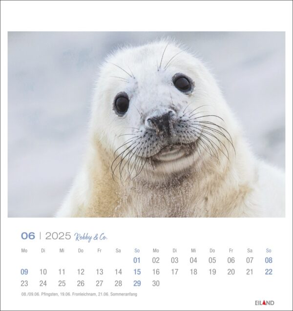 Eine Nahaufnahme eines weißen Robbenjungen mit weichem Fell und großen, dunklen Augen, zentriert auf einer Kalenderseite für Juni 2025 von Robby & Co. - PostkartenKalender 2025, mit Daten und etwas Text auf Deutsch
