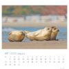 Drei Robben ruhen sich an einem Sandstrand aus, mit verschwommenem Hintergrund aus Menschen und blauem Meer unter klarem Himmel. Teil eines Robby & Co. - PostkartenKalenders 2025 mit Daten für Juli 2025 sichtbar