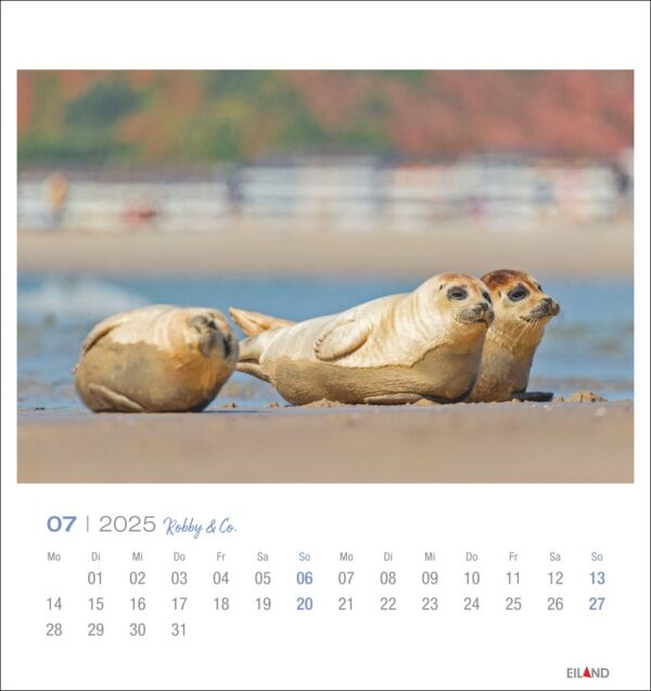 Drei Robben ruhen sich an einem Sandstrand aus, mit verschwommenem Hintergrund aus Menschen und blauem Meer unter klarem Himmel. Teil eines Robby & Co. - PostkartenKalenders 2025 mit Daten für Juli 2025 sichtbar