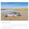 Eine Robbe liegt an einem Sandstrand mit blauem Himmel und einem entfernten Fluss. Unter dem Bild befindet sich ein August 2025 "Robby & Co. - PostkartenKalender 2025" in deutscher Sprache mit Tagen