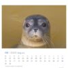 Eine Nahaufnahme des Kopfes einer Robbe, der aus trübem Wasser auftaucht und den Betrachter mit großen, ausdrucksstarken Augen direkt ansieht. Das Bild enthält auch einen Robby & Co. - PostkartenKalender 2025 für September.