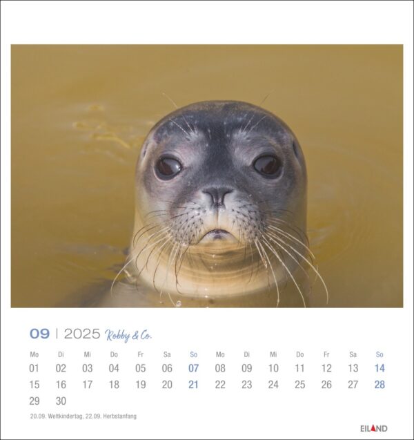Eine Nahaufnahme des Kopfes einer Robbe, der aus trübem Wasser auftaucht und den Betrachter mit großen, ausdrucksstarken Augen direkt ansieht. Das Bild enthält auch einen Robby & Co. - PostkartenKalender 2025 für September.
