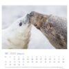 Eine Robby & Co. - PostkartenKalender-Seite für Oktober 2025 mit einem Foto von Robby, dem Eisbären, und einer Robbe, die sich vor einem schneebedeckten Hintergrund sanft die Nasen berühren. Die Daten sind übersichtlich unter dem Bild angeordnet.