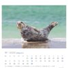 Eine Robbe liegt an einem Sandstrand und streckt eine ihrer Flossen nach oben, vor einem weichgezeichneten Hintergrund aus ruhigem türkisfarbenem Wasser. Oben im Bild ist ein Robby & Co. zu sehen - PostkartenKalender 2025