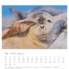 Eine Nahaufnahme einer entspannten Robbe an einem Sandstrand, die spielerisch ihre Flosse in die Nähe ihres Gesichts hebt, mit einem Robby & Co. - PostkartenKalender 2025 für Dezember im Hintergrund, einschließlich deutscher
