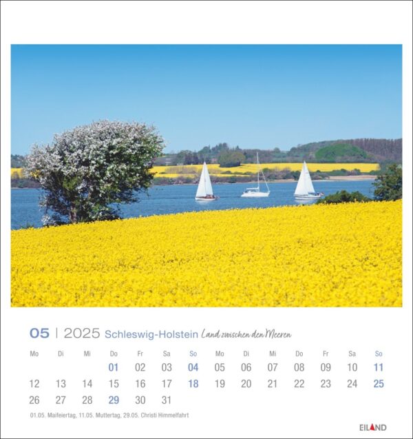 Eine Schleswig-Holstein - PostkartenKalender 2025 Seite für den Mai mit einer lebendigen Landschaftsszene aus Schleswig-Holstein. Das Foto zeigt im Vordergrund ein blühendes gelbes Rapsfeld.