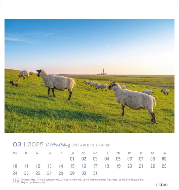 Eine Seite des St. Peter-Ording und die Halbinsel Eiderstedt - PostkartenKalender 2025 für März mit einer ruhigen Weide, auf der mehrere Schafe grasen. Im Hintergrund ist ein Leuchtturm am Horizont unter einem klaren blauen Himmel zu sehen. Die Daten des Monats sind