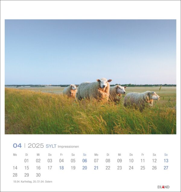 Eine Seite des Sylt Impressionen – PostkartenKalender 2025 mit dem Monat April 2025 und einem Landschaftsfoto darüber, das Schafe zeigt, die im üppigen Gras unter einem klaren Himmel faulenzen, mit dem Text „Sylt Impression“.
