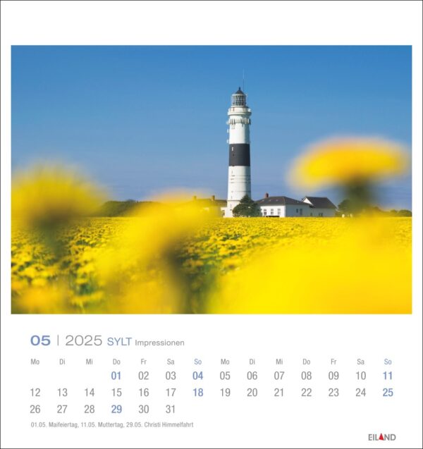 Eine Seite des Sylt Impressionen - PostkartenKalender 2025 für Mai zeigt ein lebendiges Bild eines Leuchtturms mit abwechselnd schwarzen und weißen Bändern, umgeben von einem Feld leuchtend gelber Blumen und mit unscharfem Vordergrund.