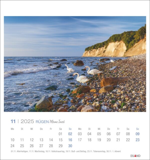 Eine Rügen - PostkartenKalender 2025 Seite für November mit einem ruhigen Strand auf der Insel Rügen mit Schwänen am Ufer, Kreidefelsen in der Ferne und einem ruhigen Meer unter einem klaren