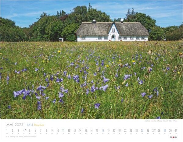 Eine Kalenderseite „Sylt – Meine Insel“ für 2025 mit einem weiten Feld leuchtend violetter Blumen im Vordergrund, das zu einem charmanten weißen Häuschen mit Strohdach führt, umgeben von üppigen grünen Bäumen unter einem klaren Himmel.