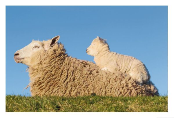 Satz mit ersetztem Produktnamen: Ein Lamm steht auf dem Rücken eines liegenden Extra Fluffy vor einem klaren blauen Himmel. Beide Tiere blicken nach rechts; das Lamm scheint wachsam, während Extra Fluffy entspannt ist und sein dickes Fell zur Schau stellt.