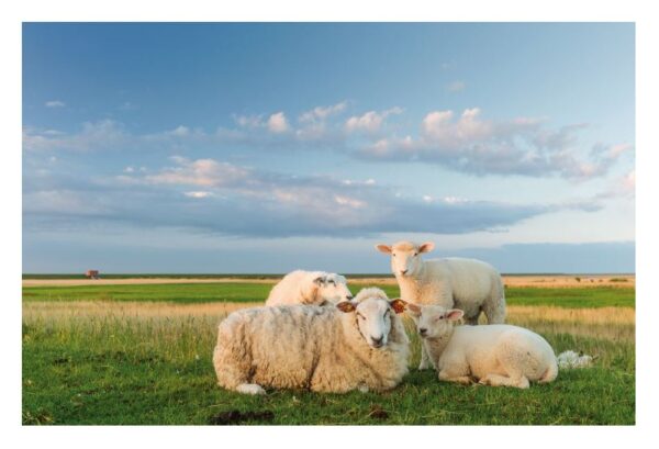 Eine ruhige ländliche Szene mit vier Extra Schafen – drei erwachsenen Schafen und einem Lamm –, die auf einer üppigen grünen Wiese unter einem weiten Himmel ruhen. Der Himmel ist lebendig mit warmen Farbtönen in der Nähe des Horizonts, die an Sonnenuntergang oder