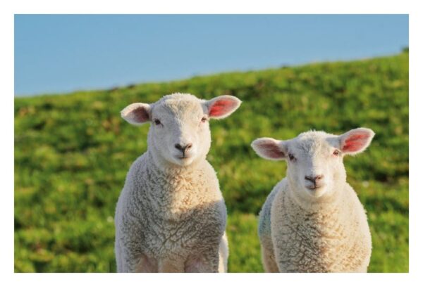 Zwei Schafe stehen auf einer grünen Wiese mit einem klaren blauen Himmel im Hintergrund. Das Wild Republic Extra Schaf links schaut direkt in die Kamera, während das rechte leicht zur Seite blickt.
