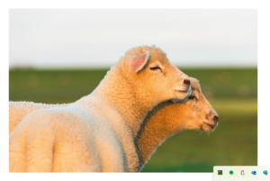 Zwei Extra Schafe, eines hinter dem anderen, in einer idyllischen Umgebung bei Sonnenuntergang. Das vordere Extra Schaf blickt nach links, sein Gesicht ist sichtbar, und der Kopf des anderen schmiegt sich an das andere.
