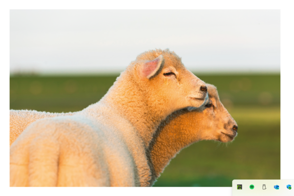 Zwei Extra Schafe, eines hinter dem anderen, in einer idyllischen Umgebung bei Sonnenuntergang. Das vordere Extra Schaf blickt nach links, sein Gesicht ist sichtbar, und der Kopf des anderen schmiegt sich an das andere.