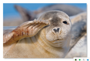 Eine Robbe von Robby & Co. an einem Sandstrand hebt ihre Flosse, als würde sie in die Kamera winken. Die Robbe hat ein glattes Fell und ausdrucksstarke Augen. Im Hintergrund ruhen sich andere Robben unter einem klaren blauen Himmel aus.