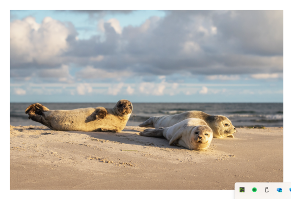 Drei Robben aus der Sealife Adventure Collection von Robby & Co. liegen an einem Sandstrand mit dem Meer und bewölktem Himmel im Hintergrund. Zwei Robben blicken in die Kamera, während die dritte Robbe ruht und leicht abgewandt blickt.