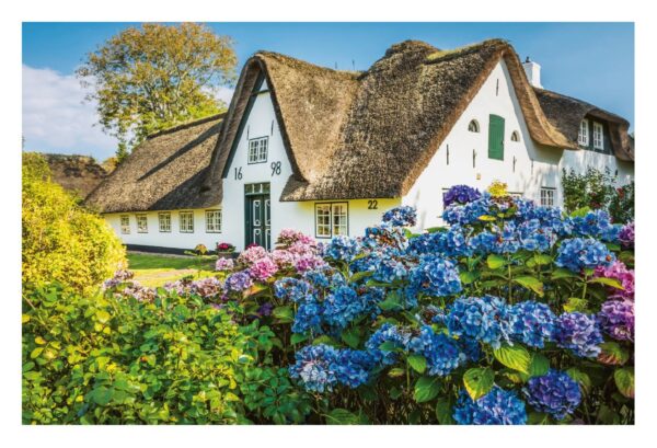 Ein malerisches Reetdachhaus auf SYLT ...meine Insel mit weißen Wänden und dunklen Holzbalken, Baujahr 1698, umgeben von üppigen Hortensienbüschen in leuchtendem Blau und Lila unter einem klaren blauen Himmel.