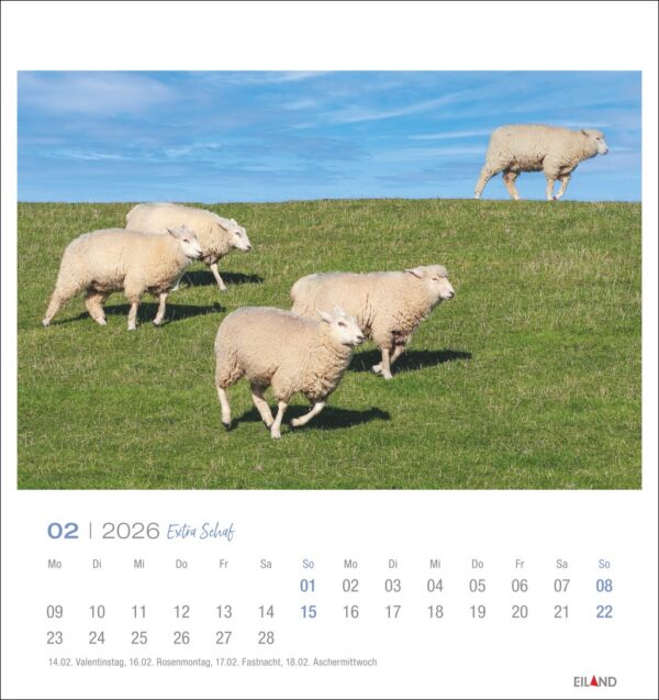 Extra Schaf - PostkartenKalender 2026 – Bild 3