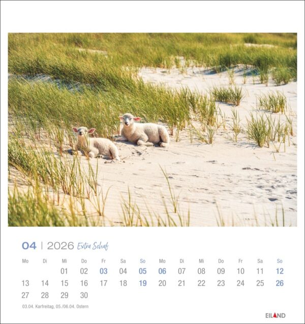 Extra Schaf - PostkartenKalender 2026 – Bild 5