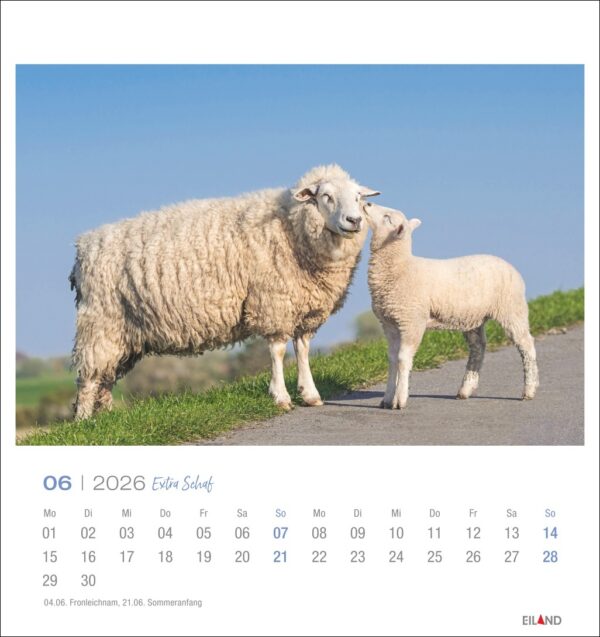 Extra Schaf - PostkartenKalender 2026 – Bild 7