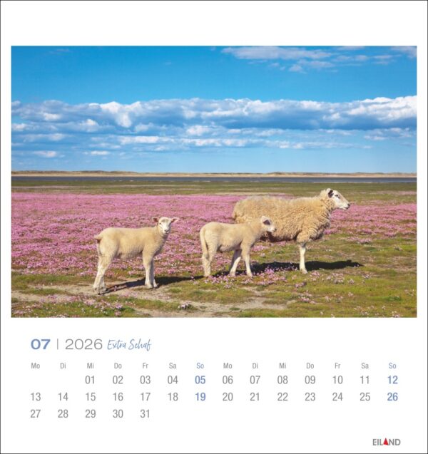 Extra Schaf - PostkartenKalender 2026 – Bild 8