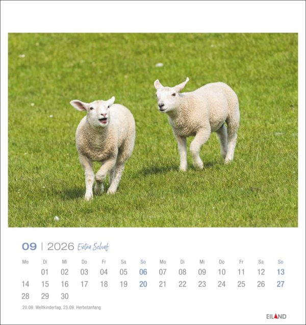 Extra Schaf - PostkartenKalender 2026 – Bild 10