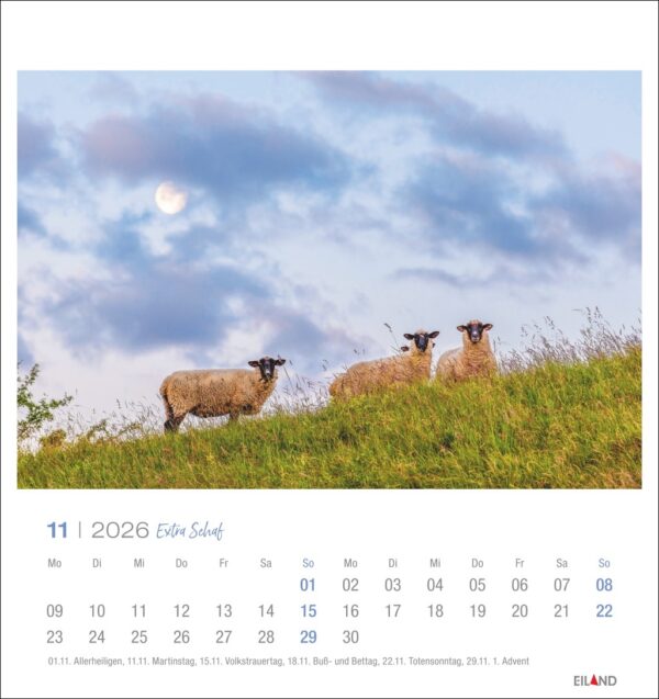 Extra Schaf - PostkartenKalender 2026 – Bild 12