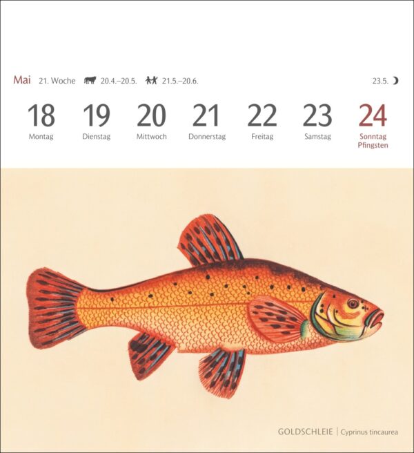 Sehnsuchtskalender Fische 2026 – Bild 2