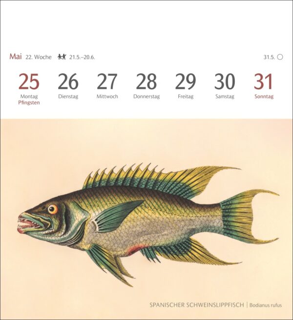 Sehnsuchtskalender Fische 2026 – Bild 4