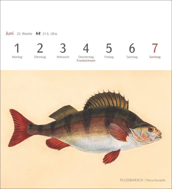 Sehnsuchtskalender Fische 2026 – Bild 5