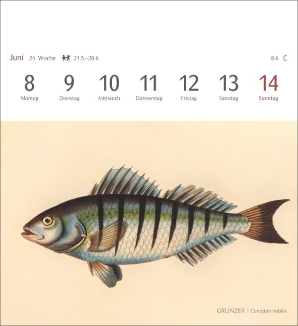 Sehnsuchtskalender Fische 2026 – Bild 6