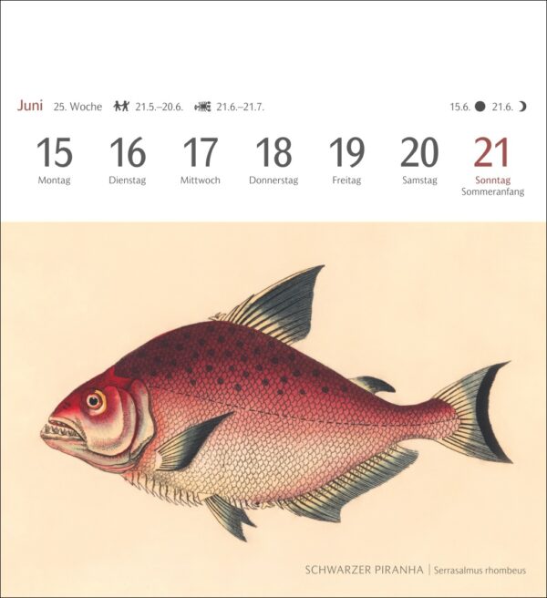 Sehnsuchtskalender Fische 2026 – Bild 7