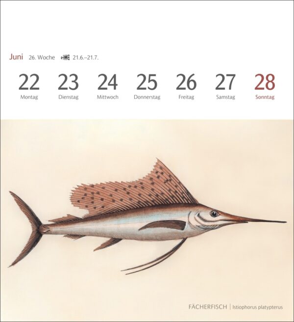 Sehnsuchtskalender Fische 2026 – Bild 8
