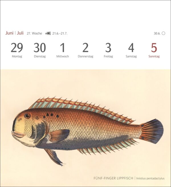 Sehnsuchtskalender Fische 2026 – Bild 9