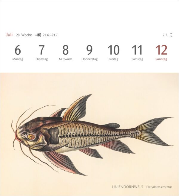 Sehnsuchtskalender Fische 2026 – Bild 10