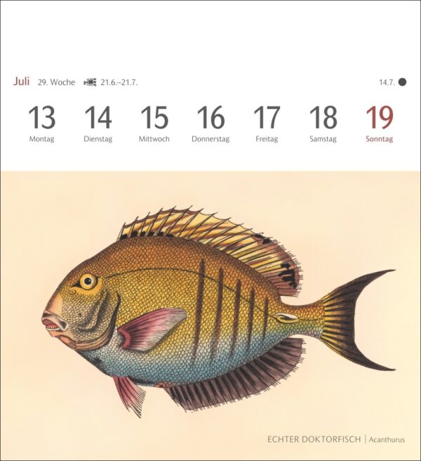 Sehnsuchtskalender Fische 2026 – Bild 11