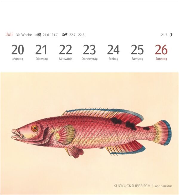 Sehnsuchtskalender Fische 2026 – Bild 12