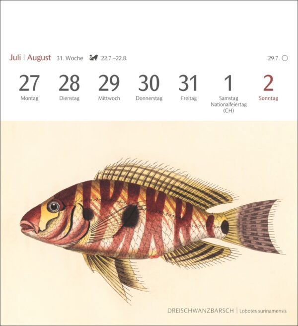 Sehnsuchtskalender Fische 2026 – Bild 13